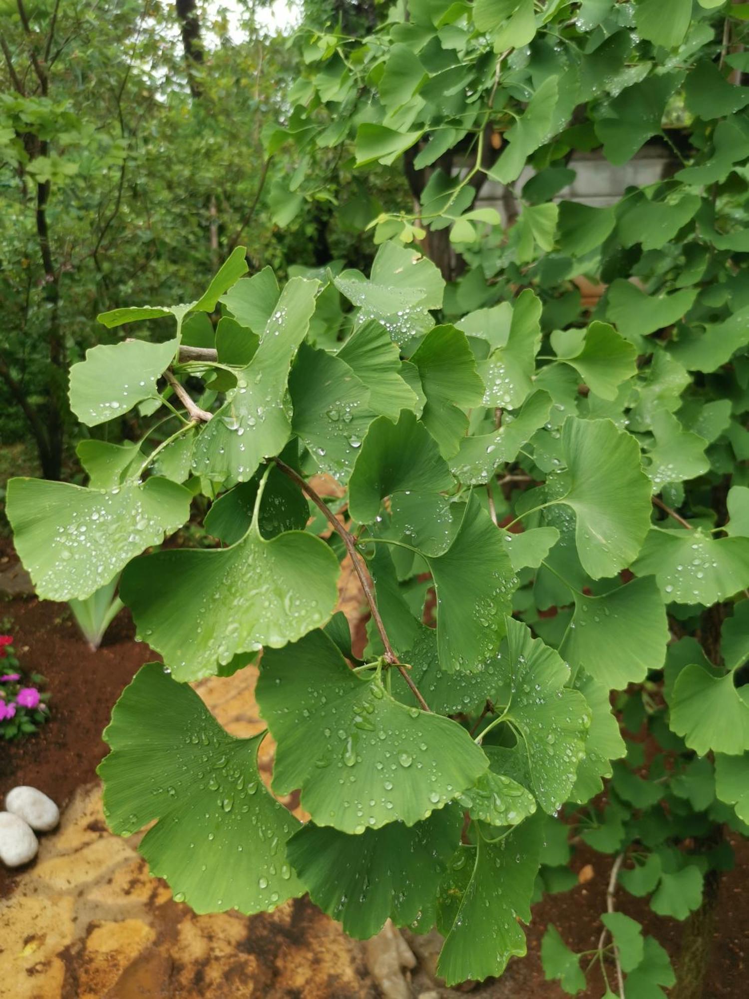 Ginko House Lejlighed Opatija Eksteriør billede